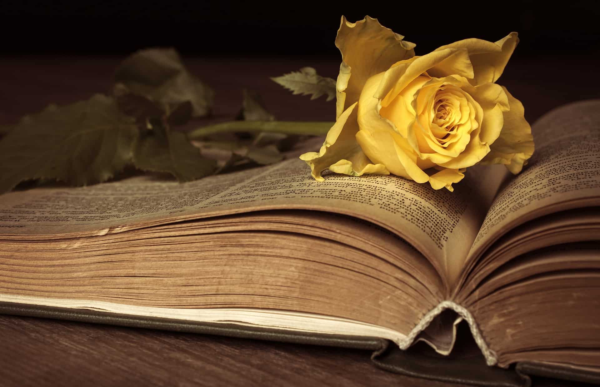 A rose lying on a book by Kristin Hannah